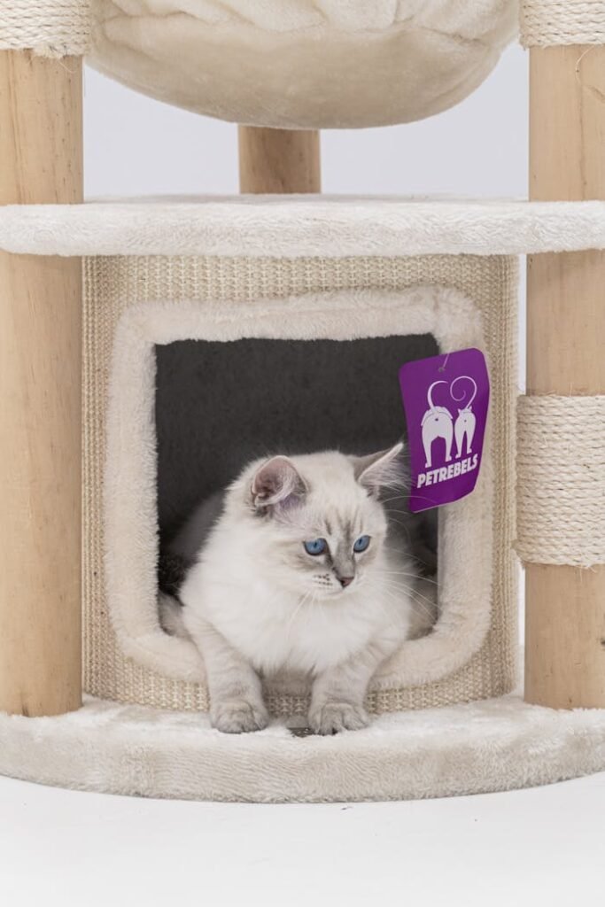 Cute white Ragdoll kitten laying down in a cat tree